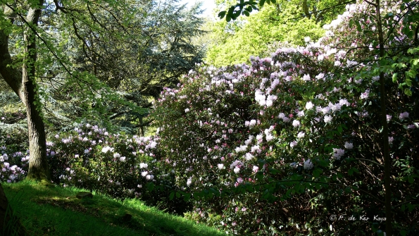 Bois des Moutiers (198) Mai 2012